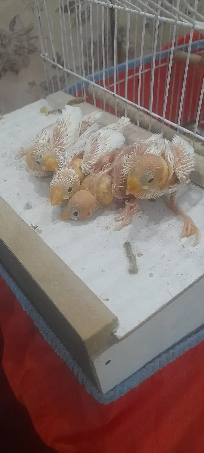 فنچ و،... عروس|پرنده|بندر امام خمینی, |دیوار