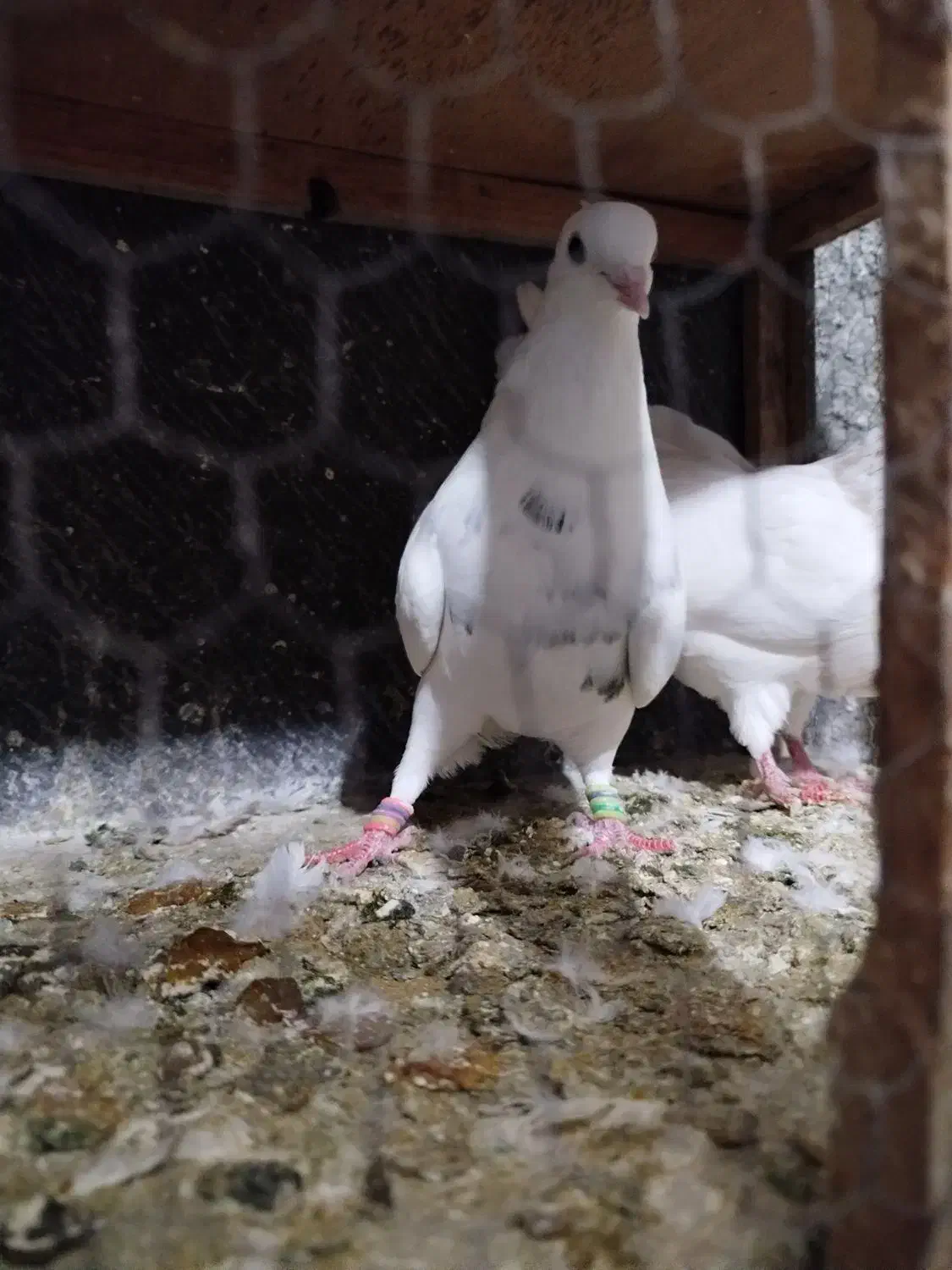 کبوتر طوقی|پرنده|سنندج, |دیوار