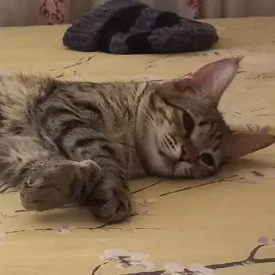 گربه حمایتی|گربه|مشهد, کوشش|دیوار