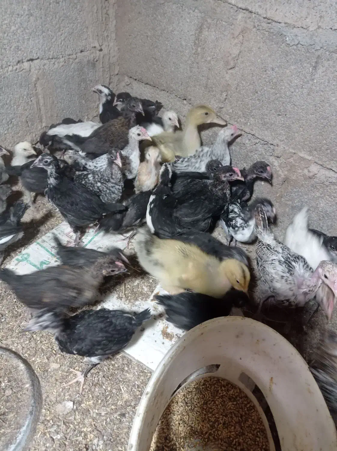 جوجه یا نیمچه مرغ و خروس محلی و گلین.|حیوانات مزرعه|شوش, |دیوار