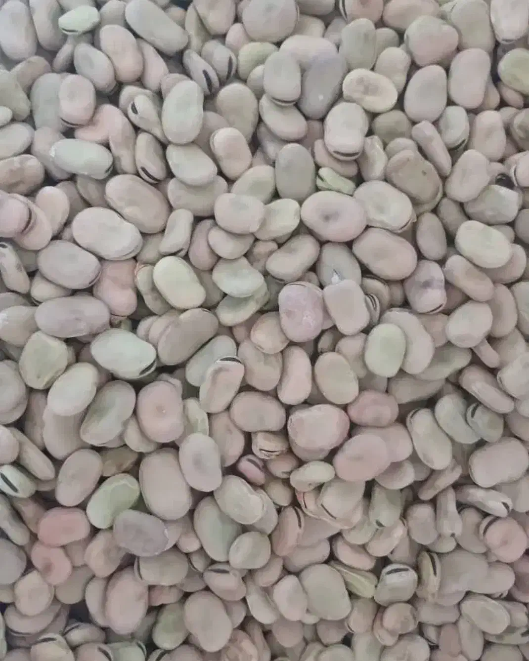 باقله|خوردنی و آشامیدنی|ششده و قره بلاغ, |دیوار