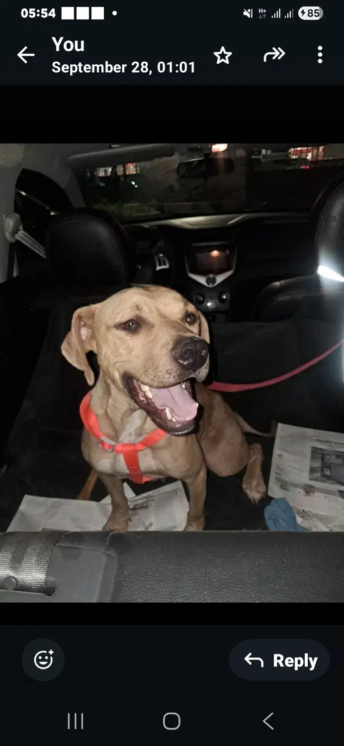 سگ  امریکن پیت بول|سگ|تهران, پیکان شهر|دیوار