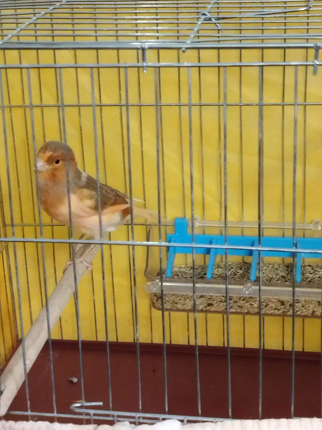 قناری ماده|پرنده|فولادشهر, مسکن مهر فولادشهر|دیوار