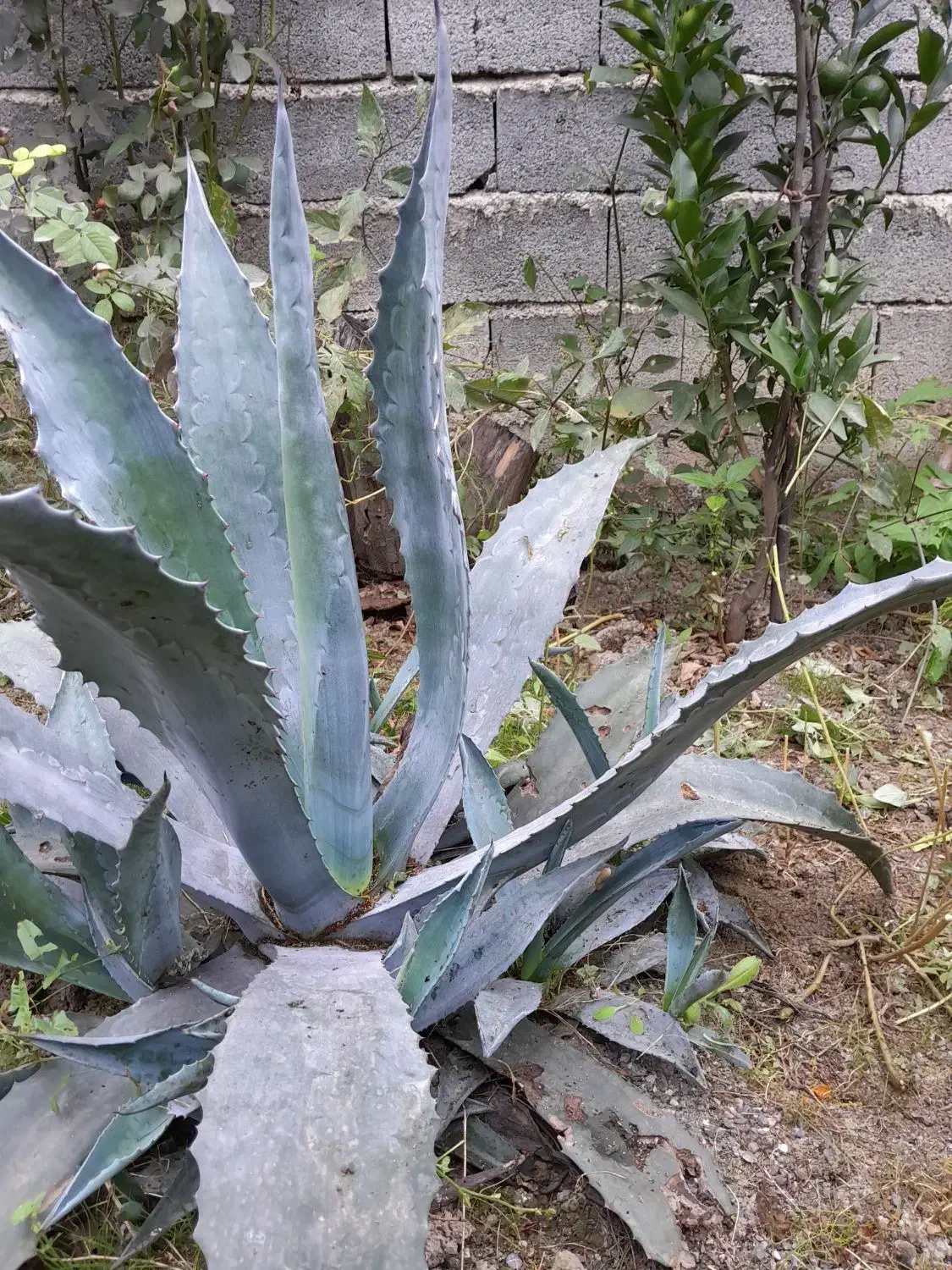 گل طبیعی|گل و گیاه طبیعی|قائمشهر, |دیوار