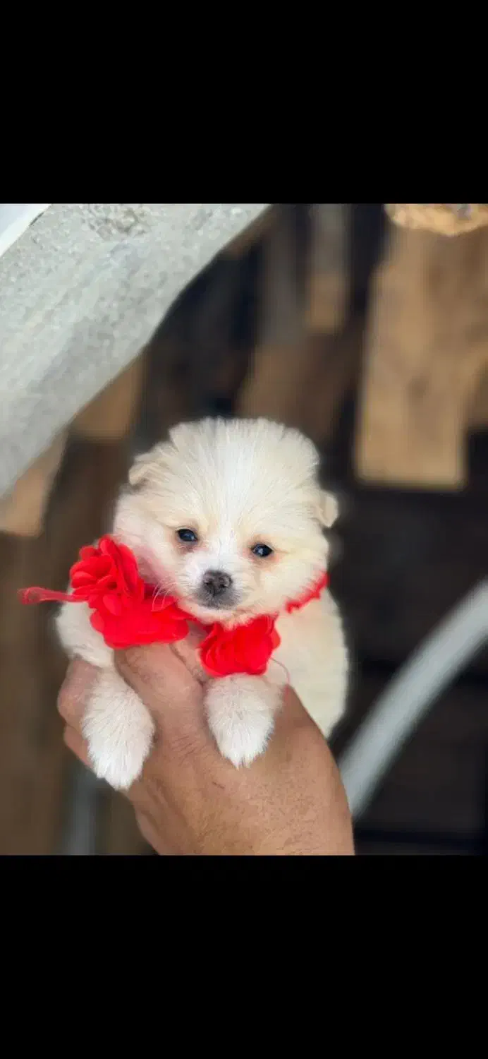 یک به یک خشکل و تو دل برو|سگ|صدرا-فارس, فاز ۱|دیوار