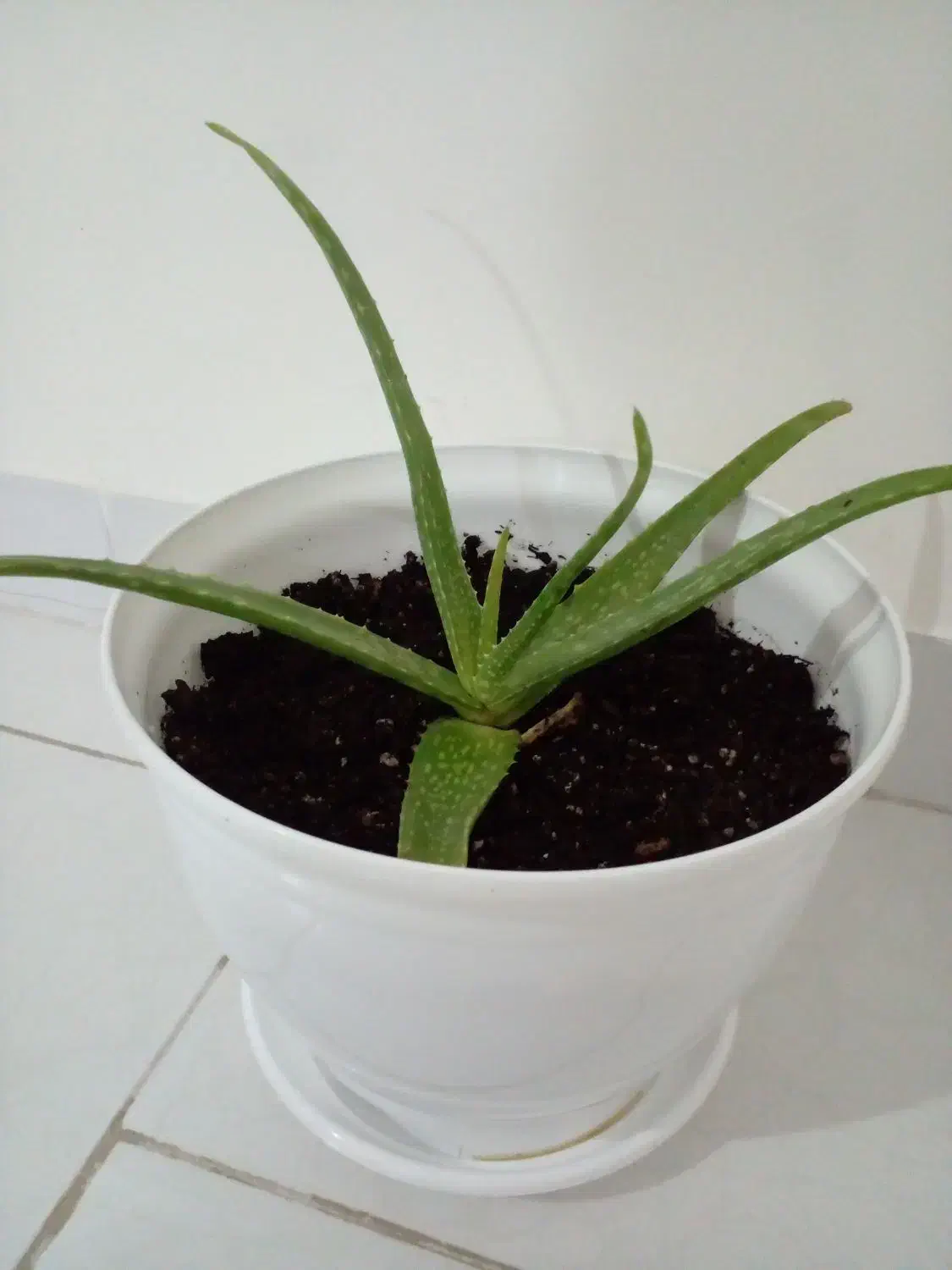 گل الووئورا|گل و گیاه طبیعی|گرمسار, |دیوار