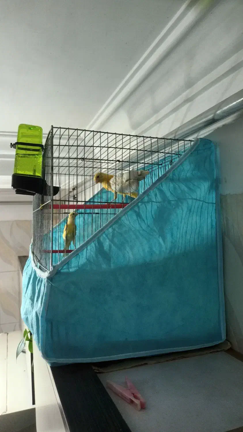 قناری نر و ماده خواهر و برادر|پرنده|بابل, |دیوار