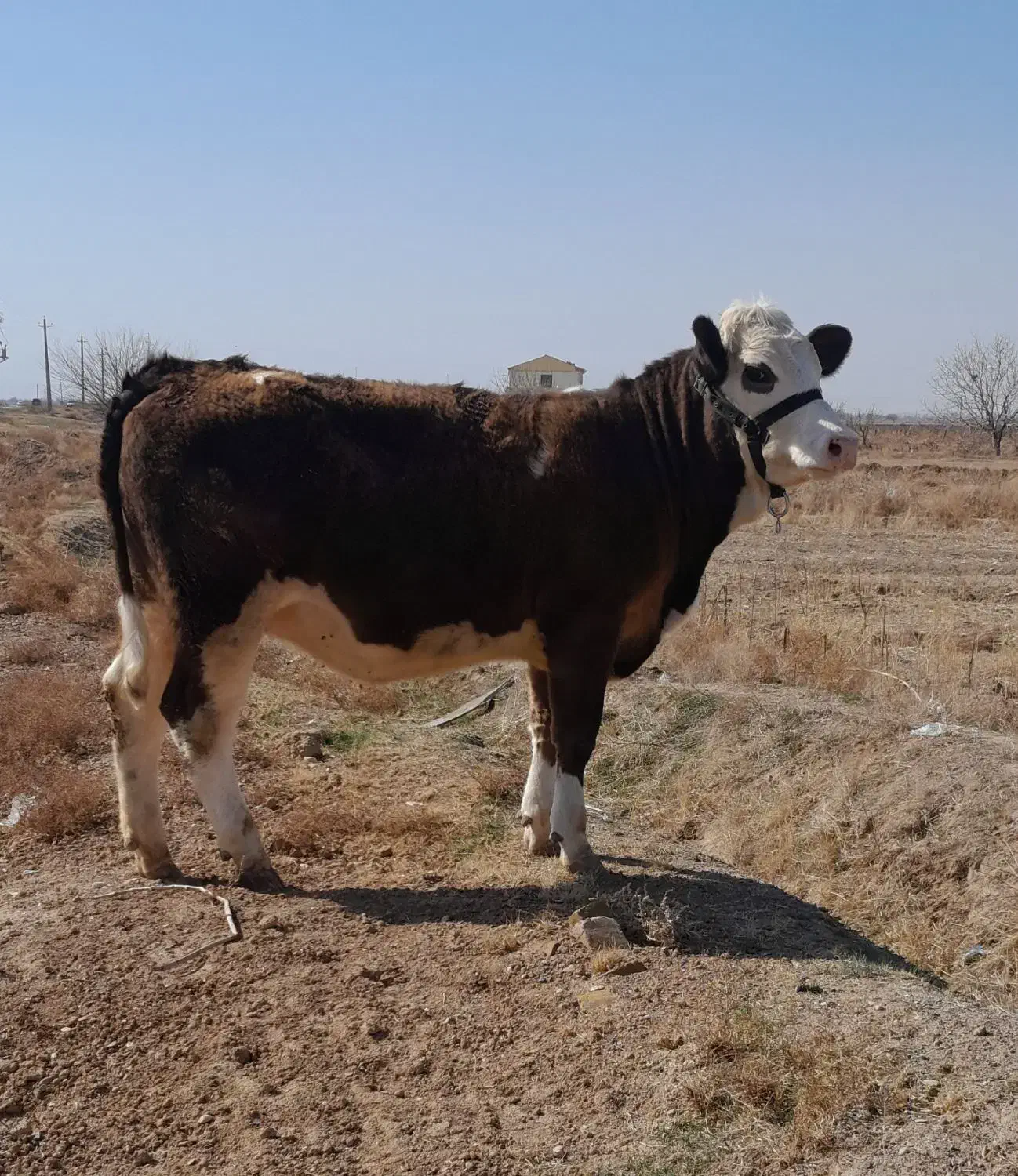 تلیسه|حیوانات مزرعه|اسفرورین, |دیوار