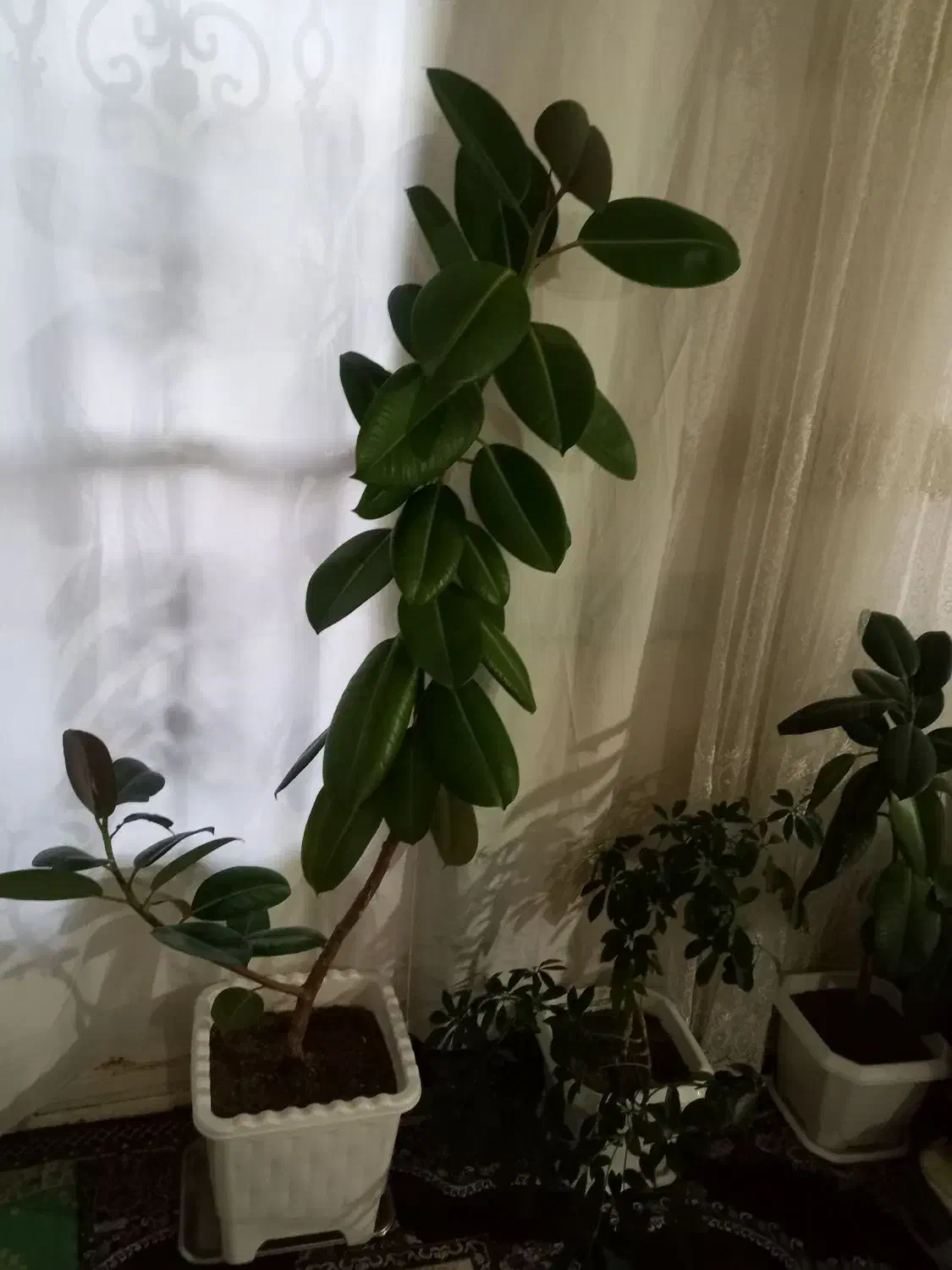 گل فیل گوش|گل و گیاه طبیعی|شاهین دژ, |دیوار