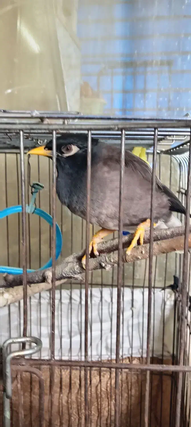 پرنده|پرنده|قائمشهر, |دیوار