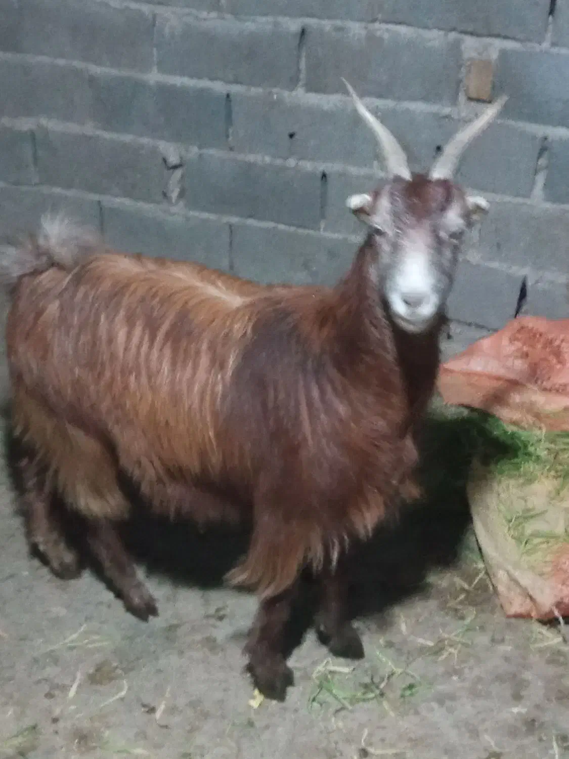 حیوان|حیوانات مزرعه|خان ببین, |دیوار