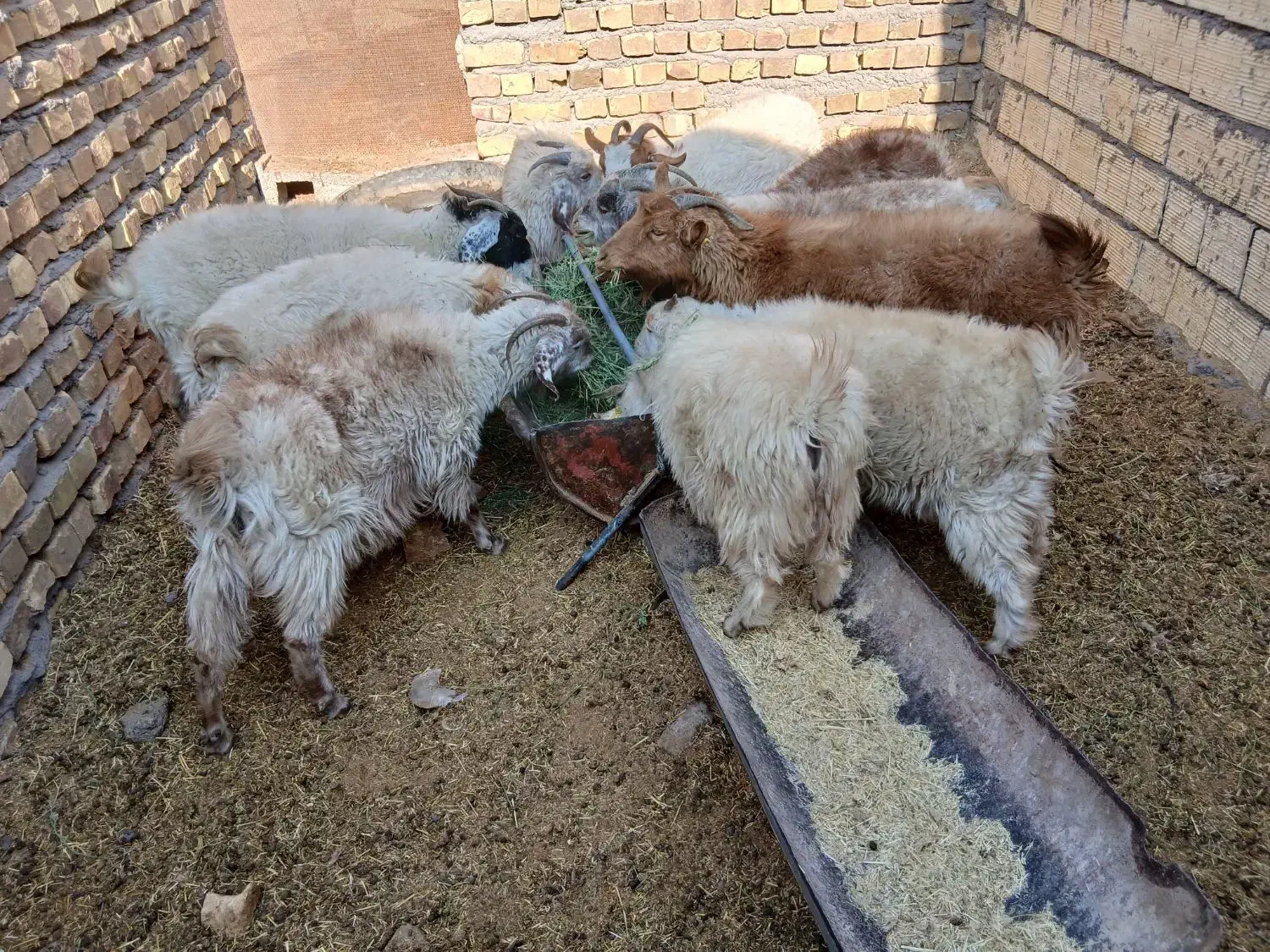 بزوکره|حیوانات مزرعه|رفسنجان, |دیوار