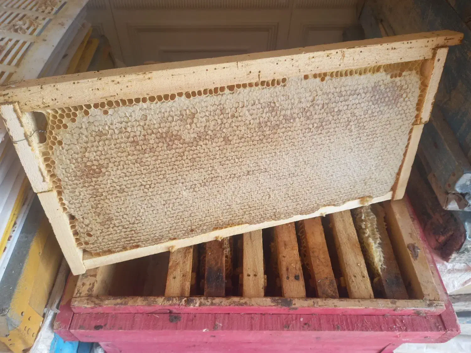 عسل طبیعی کیفیت بالا|خوردنی و آشامیدنی|شاهین دژ, |دیوار