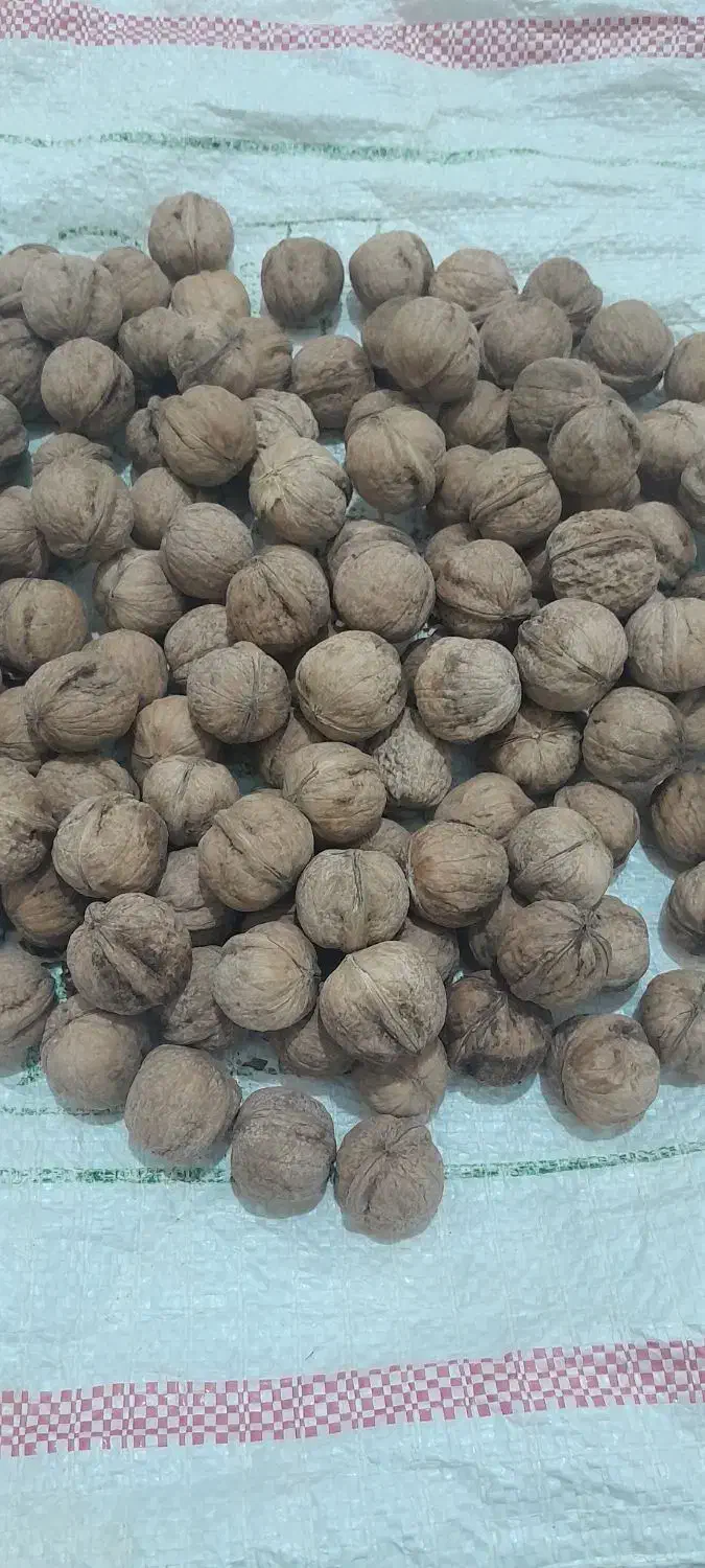 گردوموجود|خوردنی و آشامیدنی|اهواز, کوی مهدیس|دیوار