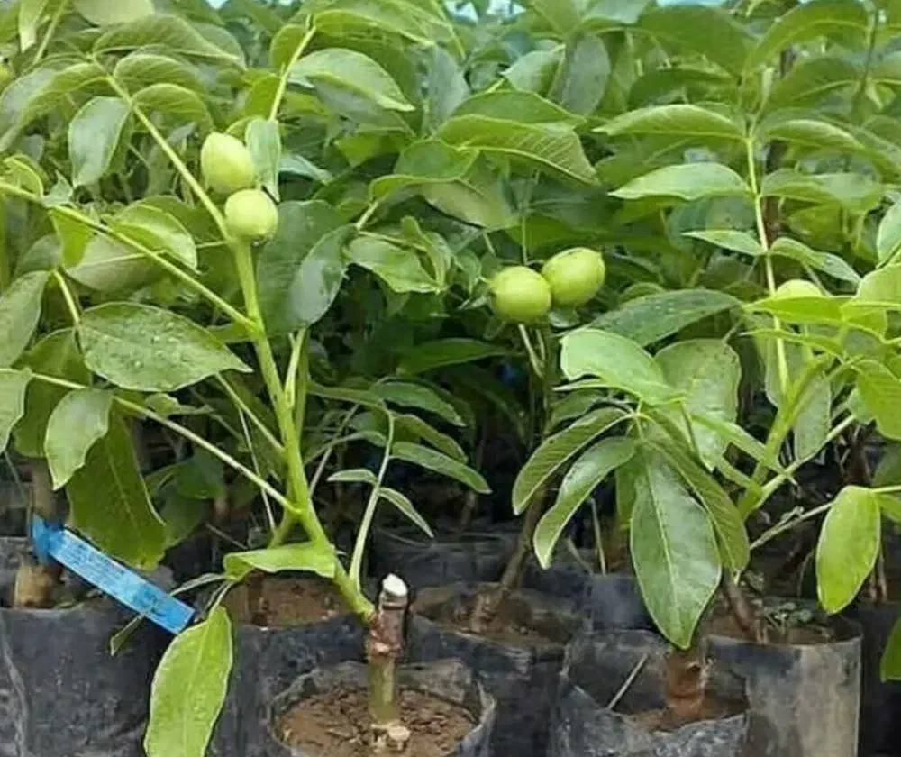 نهالستان مرکبات صاحب الزمان(ع)|خدمات باغبانی و درختکاری|بهبهان, |دیوار