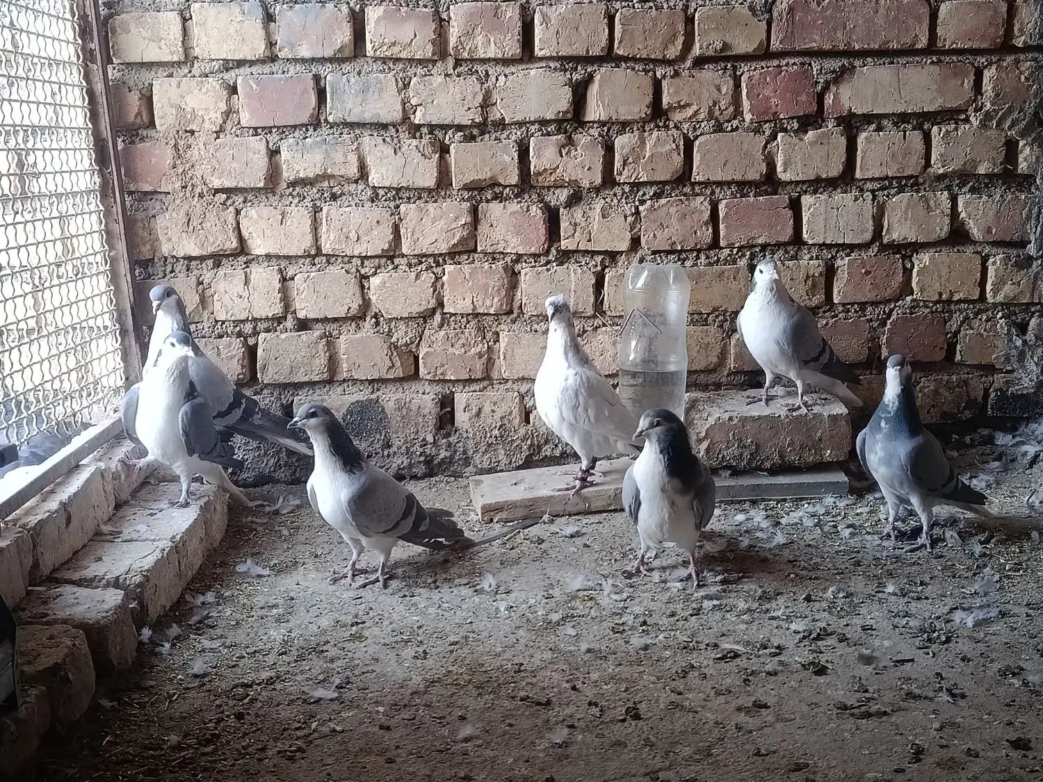 کبوتر دمگیر بن ..|پرنده|بن, |دیوار