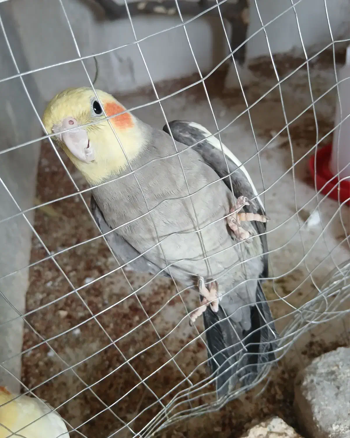 عروس هلندی گم شده|حیوانات|کازرون, |دیوار