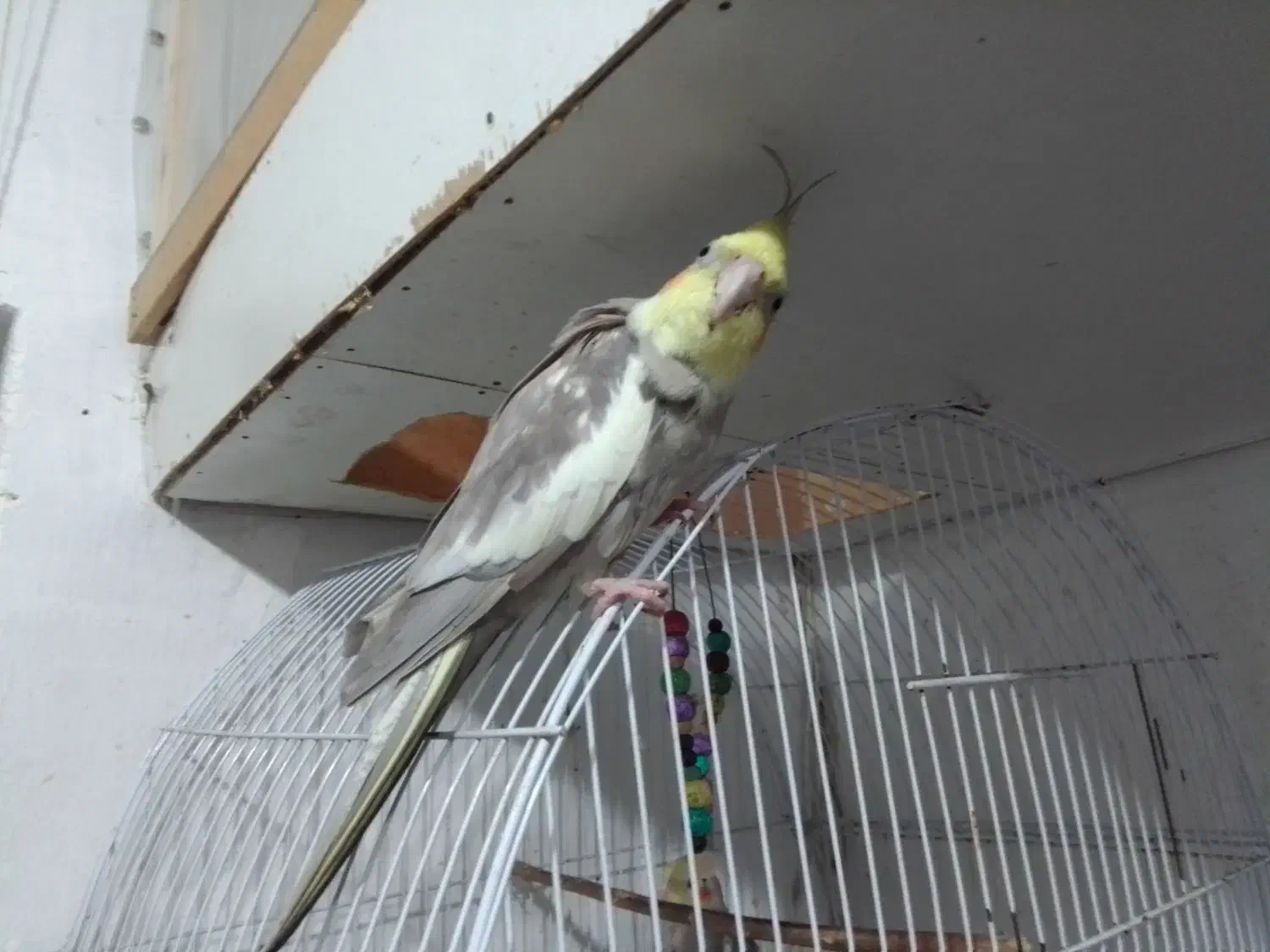 پرنده فروشی|پرنده|رشت, فلسطین|دیوار