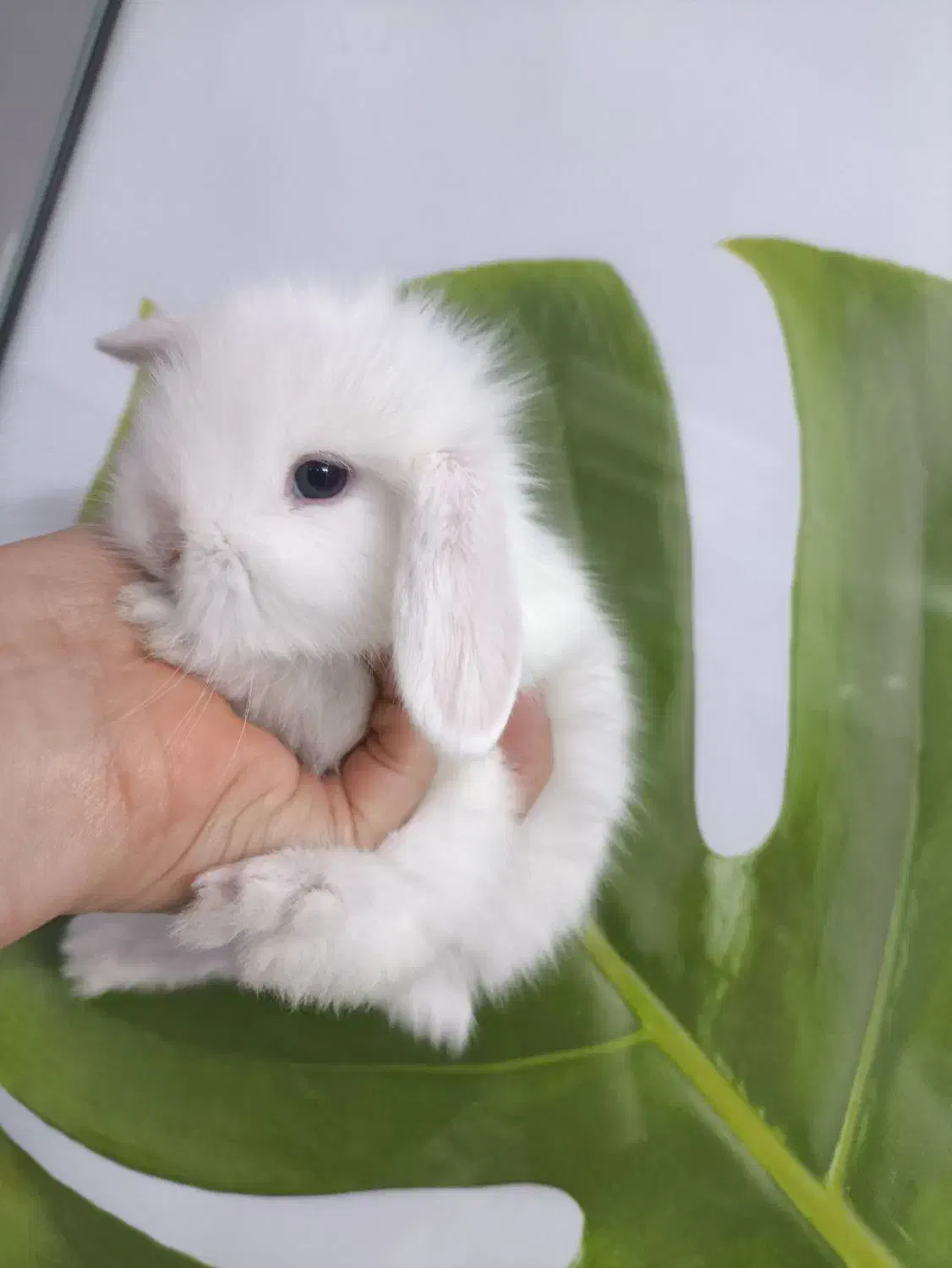 بچه خرگوش مینی لوپ لپ مینیاتوری اموزش دیده|موش و خرگوش|مشهد, هفده شهریور|دیوار