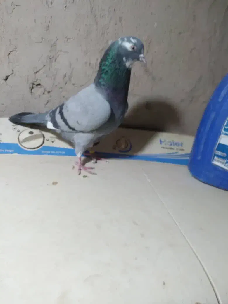 کفتر پرشی|پرنده|کرباسک, |دیوار