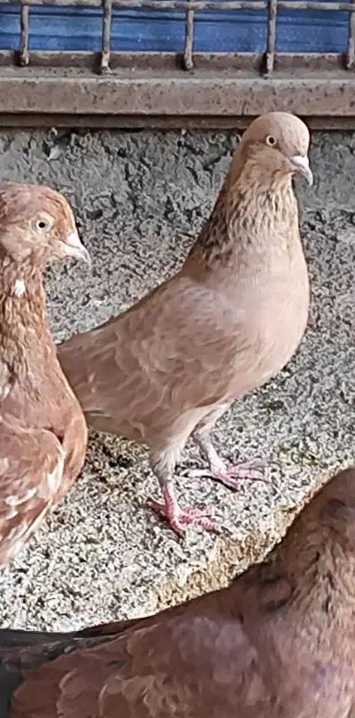 جفت کله ای برنجی ماده|پرنده|اهواز, ۲۴ متری|دیوار