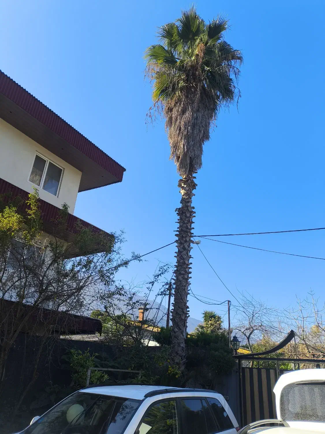 درخت پالم|گل و گیاه طبیعی|نوشهر, |دیوار