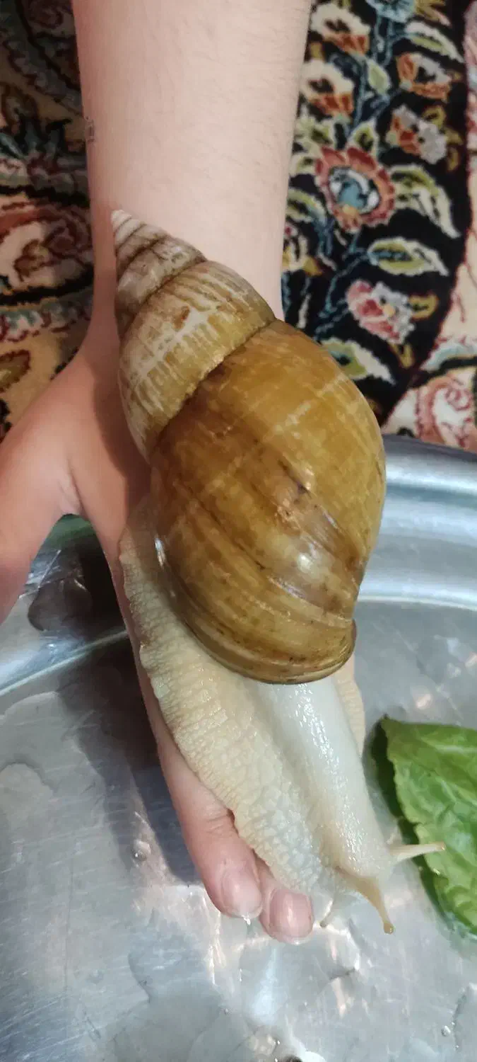 حلزون|خزنده|سبزوار, فرهنگیان|دیوار