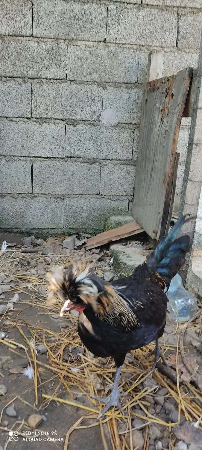 دو عدد خروس لهستانی|حیوانات مزرعه|رشت, احمد گوراب|دیوار