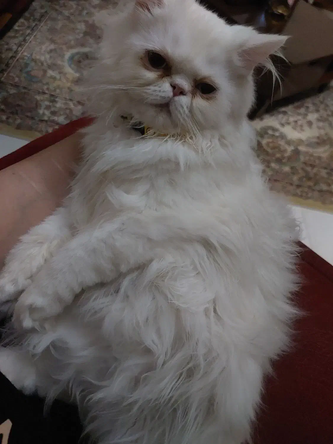 واگذاری گربه|گربه|رودهن, |دیوار