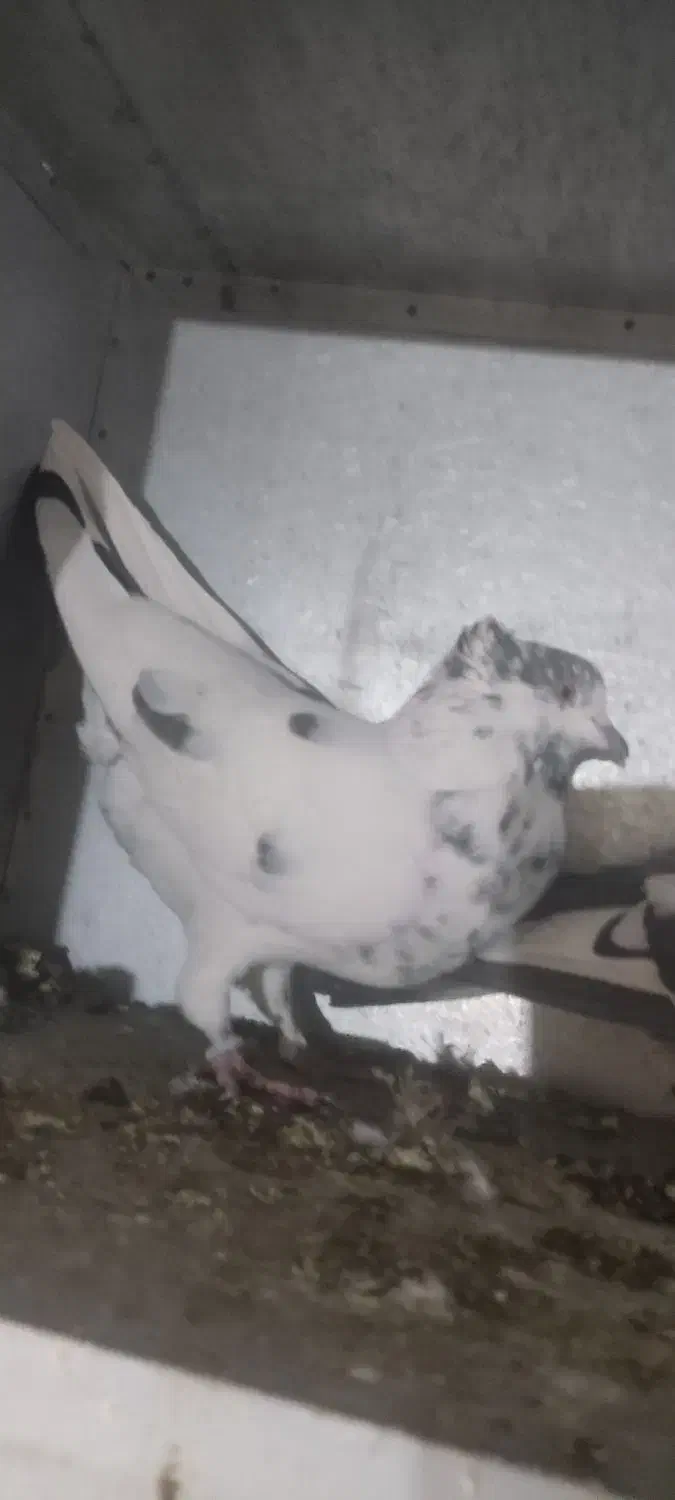 نرجوزی کاکلی درشت وپرشتی|پرنده|بروجرد, |دیوار