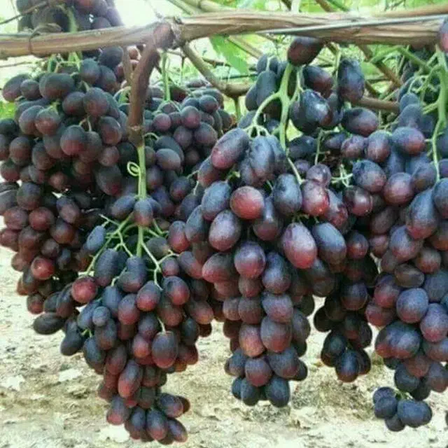 نهال انگور بادام انار انجیر|خدمات باغبانی و درختکاری|زرندیه, |دیوار