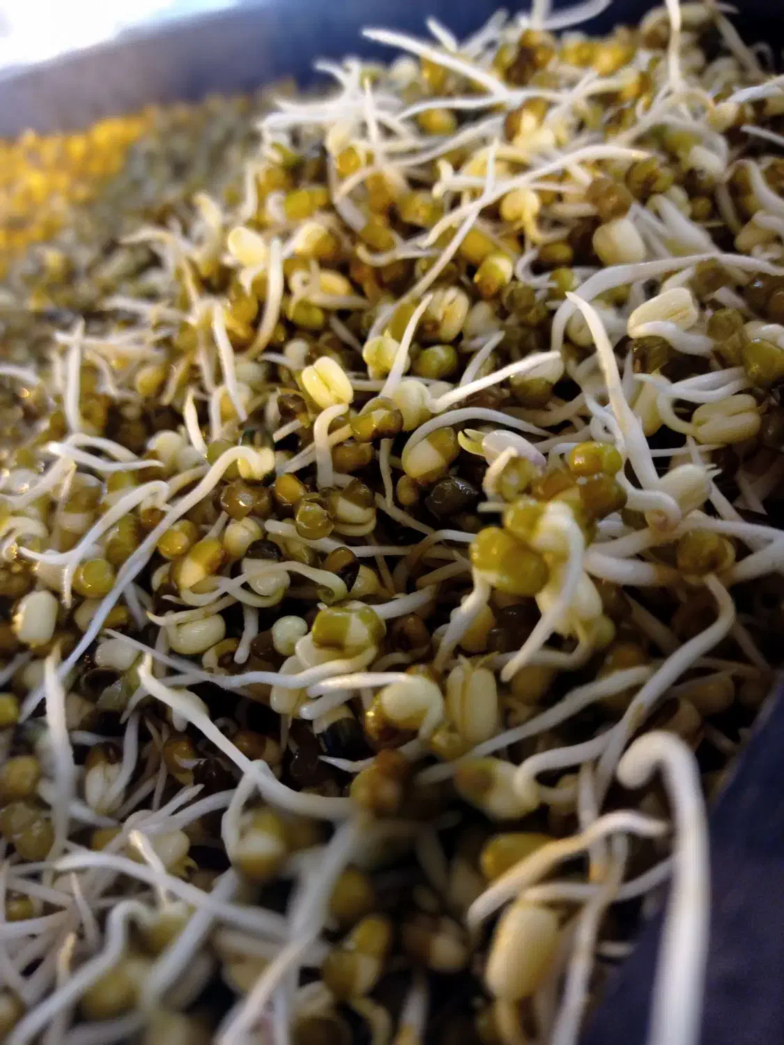 جوانه های خوراکی|خوردنی و آشامیدنی|بیرانوند, |دیوار