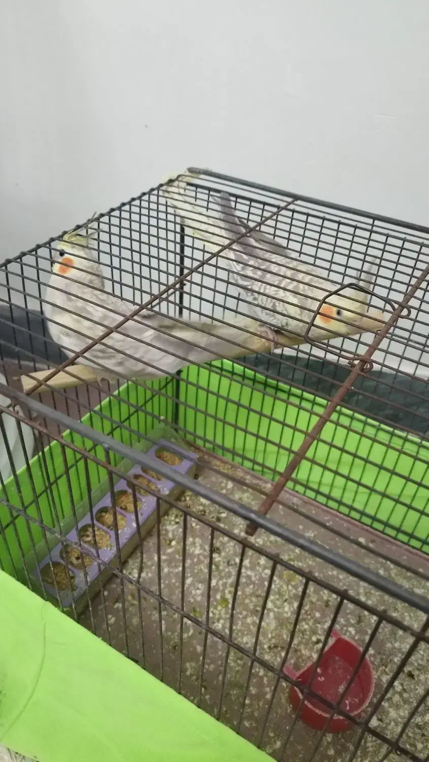 عروس هلندی|پرنده|پارس‌آباد, |دیوار