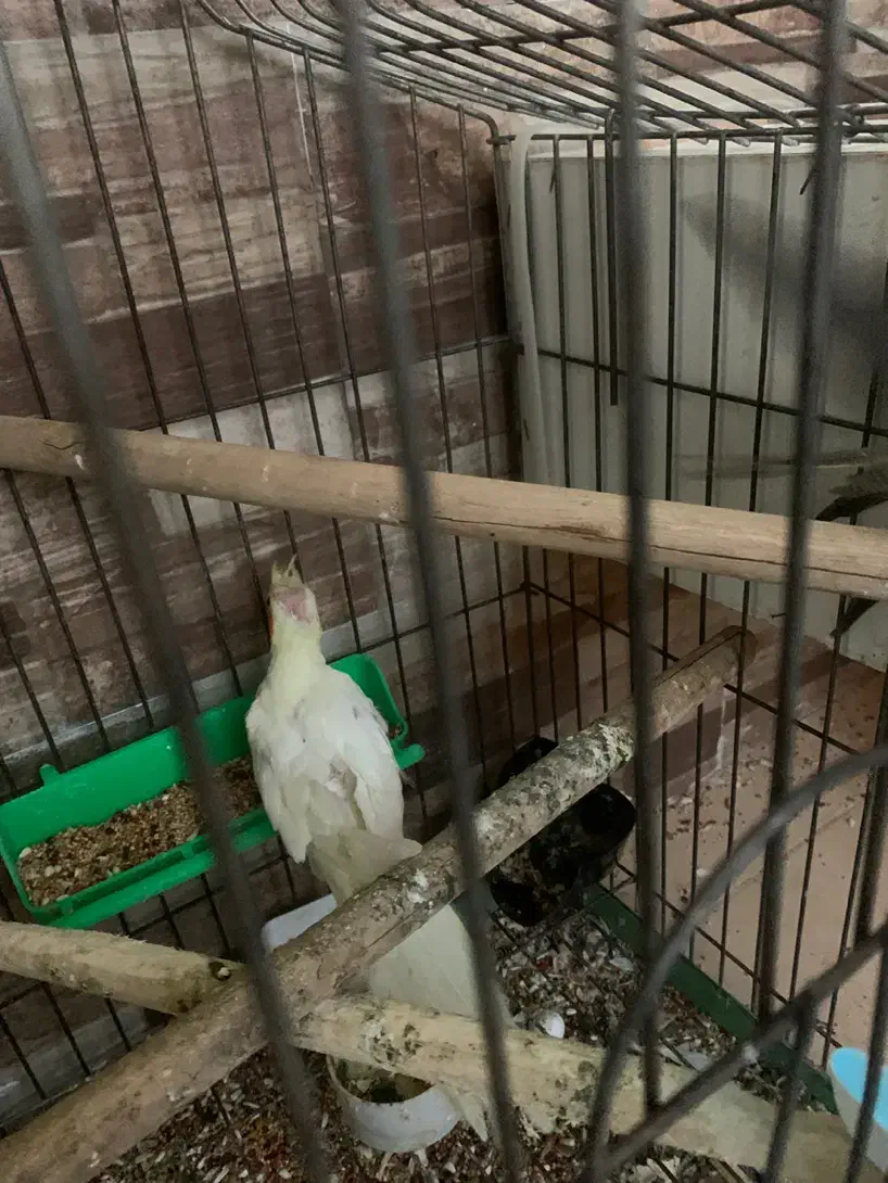 تعدادی عروس هلندی|پرنده|بندرعباس, |دیوار