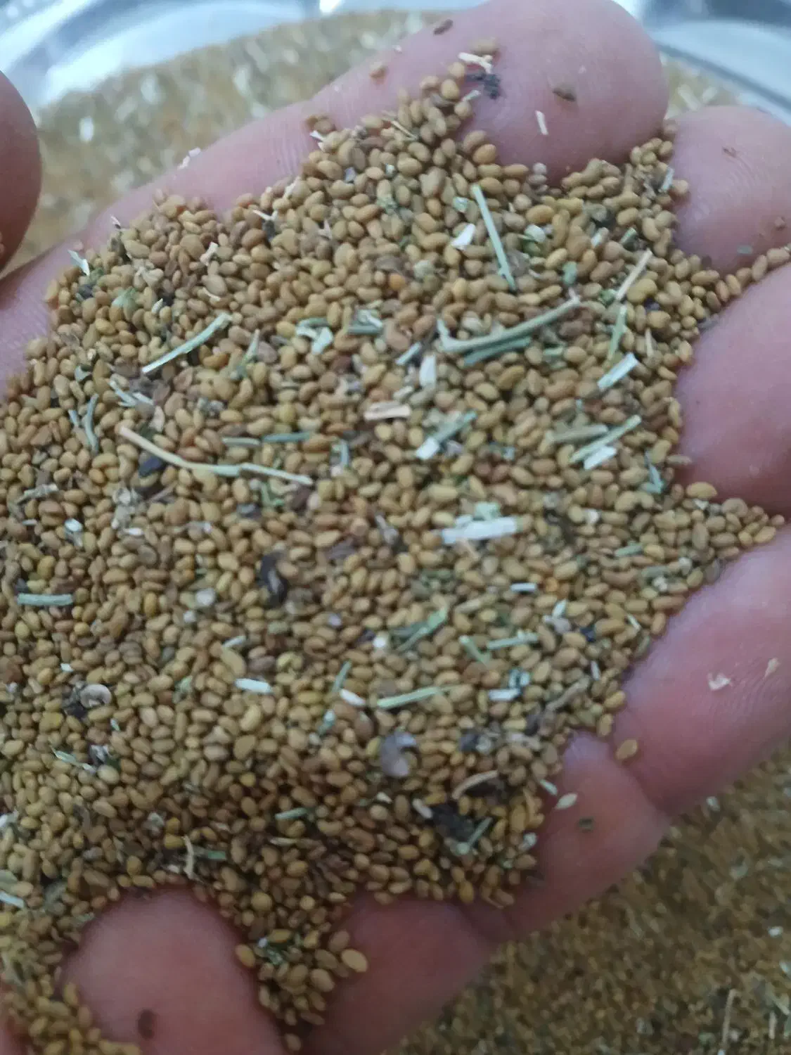 بذر یونجه سالم واعلا|گل و گیاه طبیعی|بکتاش, |دیوار