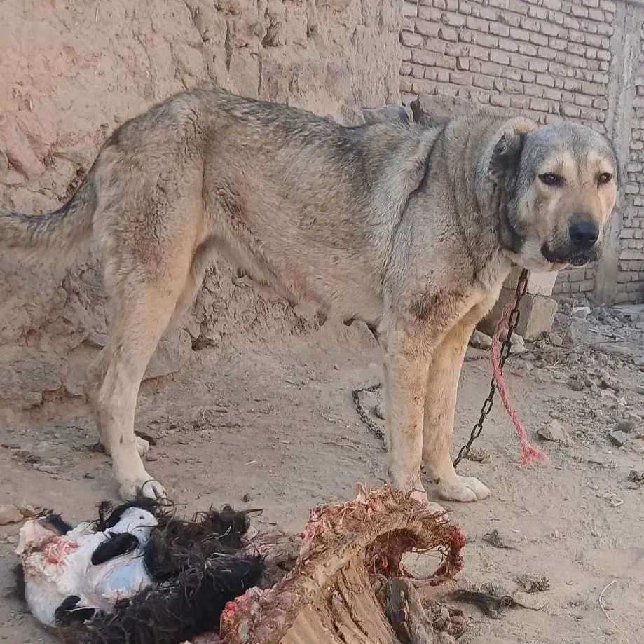 سگ سرابی|سگ|اردبیل, |دیوار