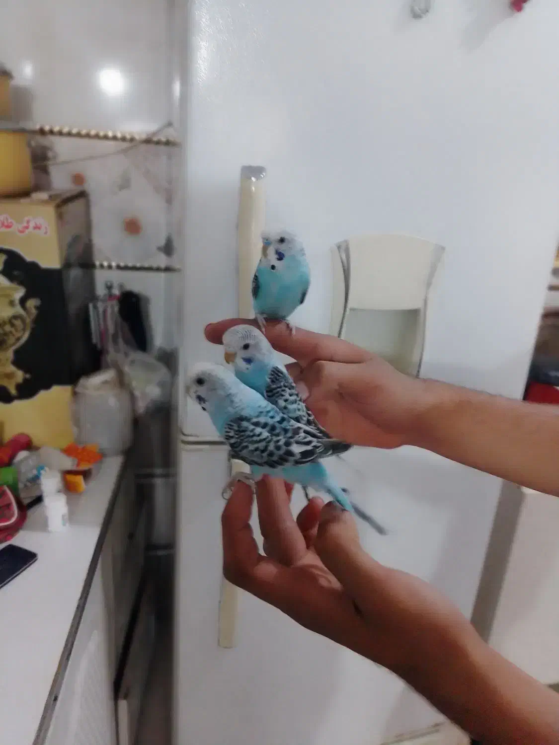 مرغ عشق هلندی|پرنده|خوی, |دیوار