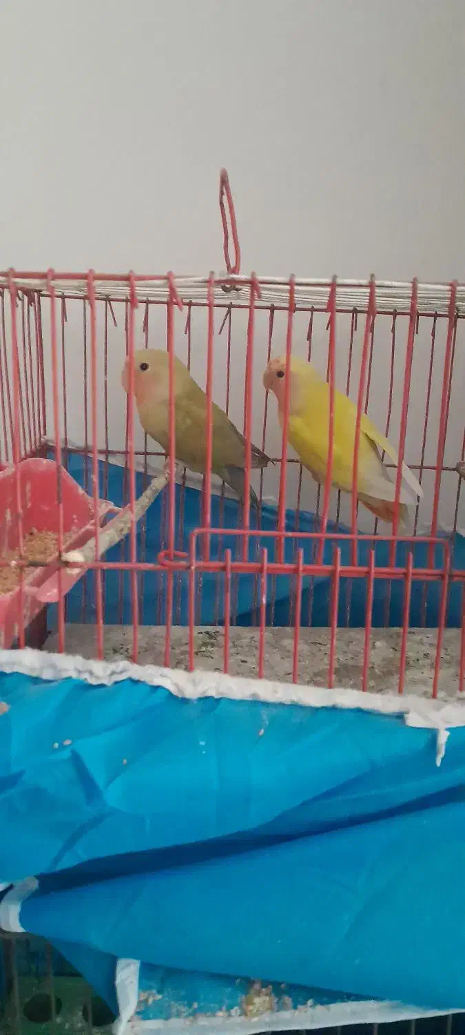 طوطی برزیلی|پرنده|پاکدشت, حصار امیر|دیوار