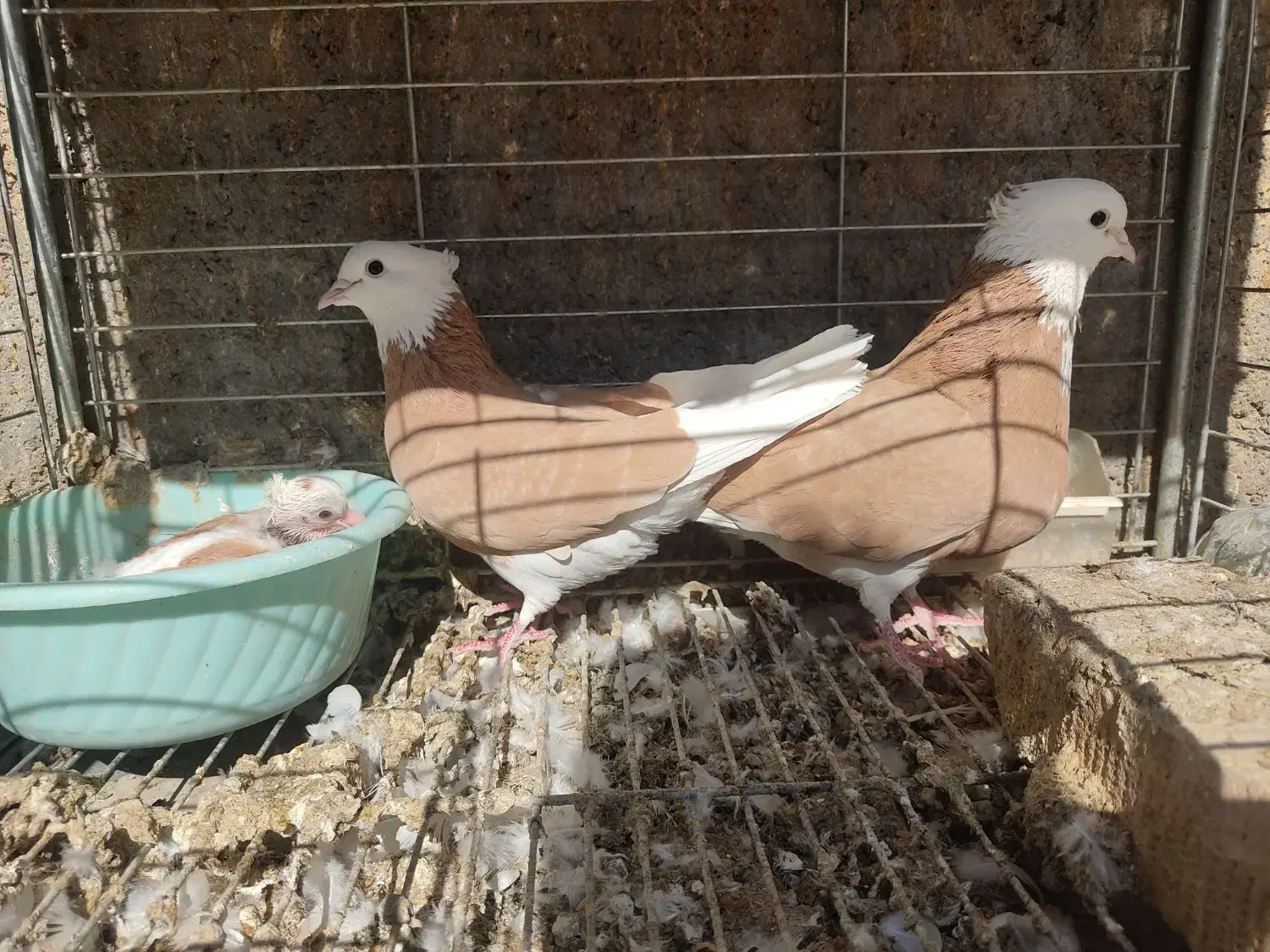 کبوتر شازده|پرنده|اردکان, |دیوار