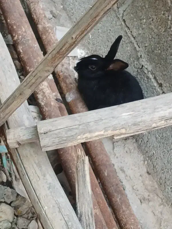 خرگوش|موش و خرگوش|بندر کنگان, |دیوار