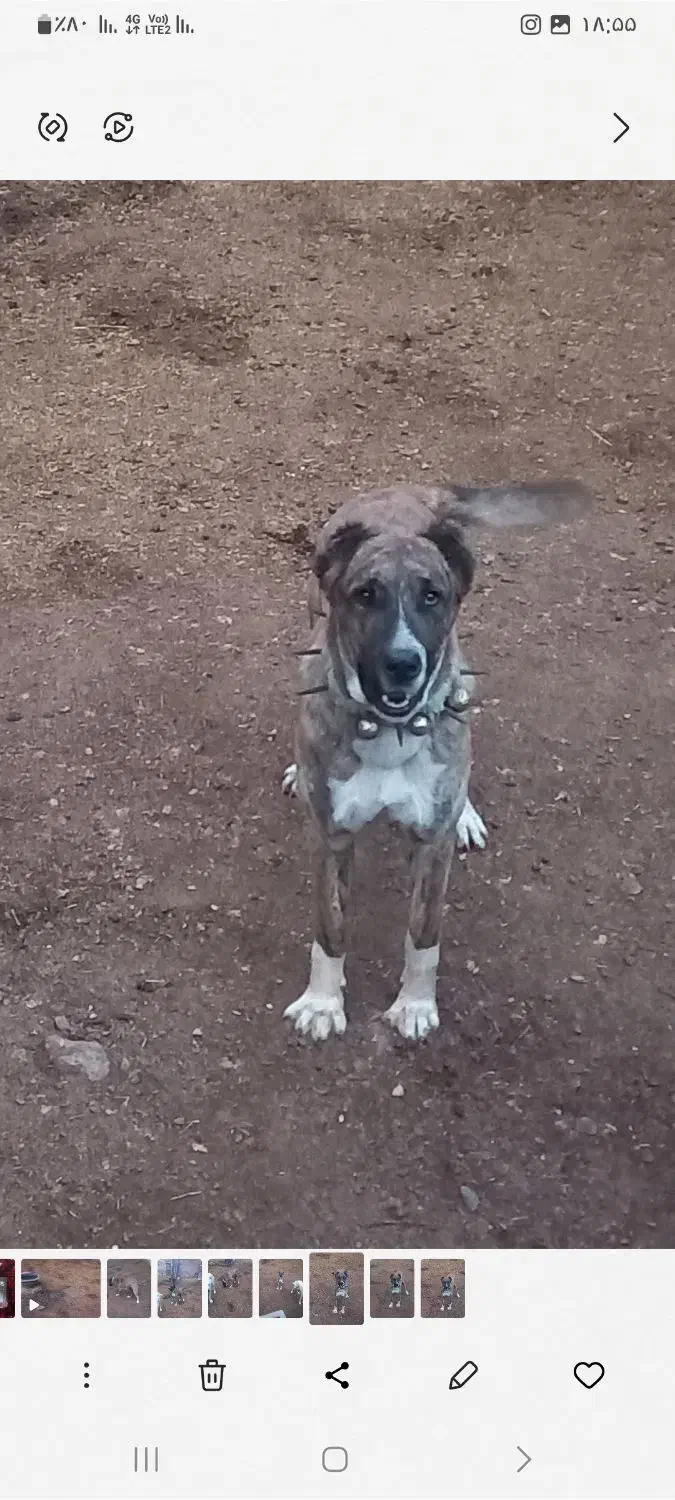 سگ گله|سگ|نیشابور, مازول|دیوار