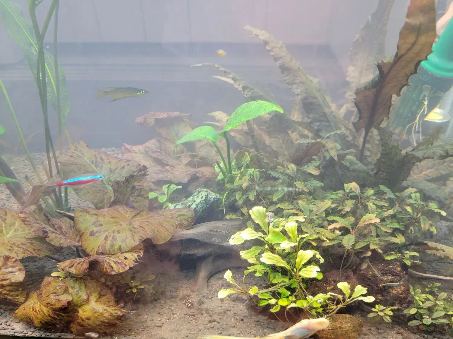 گیاه طبیعی آکواریومی|ماهی|تایباد, |دیوار