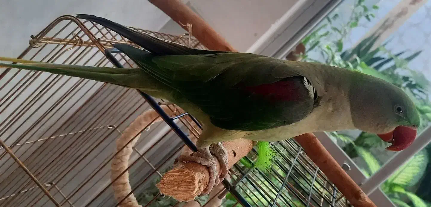 طوطی  رام  (پرنده شاه طوطی اسکندر) با قفس ولوازم|پرنده|شاهرود, |دیوار