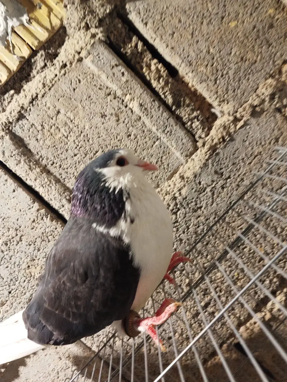 کبوتر|پرنده|خورموج, |دیوار