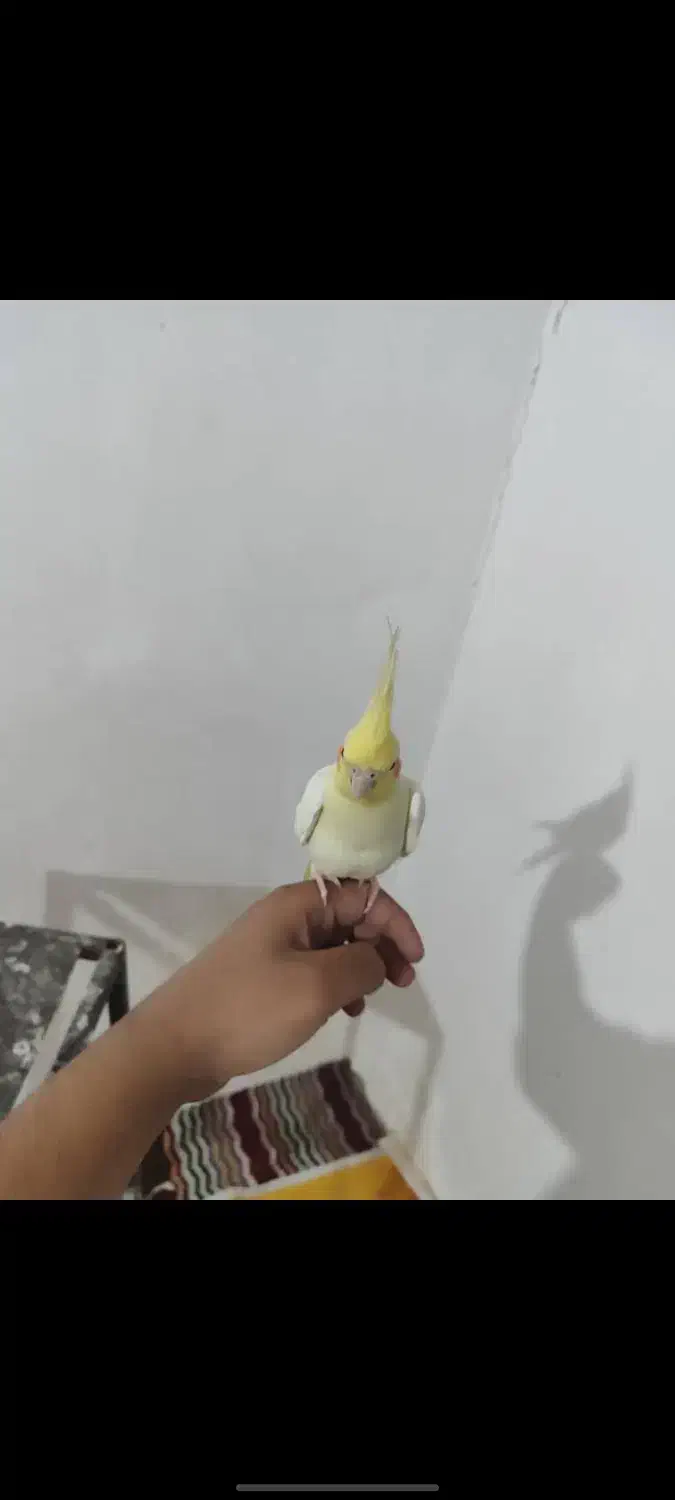 عروس هلندی|پرنده|اهواز, کمپلو جنوبی|دیوار