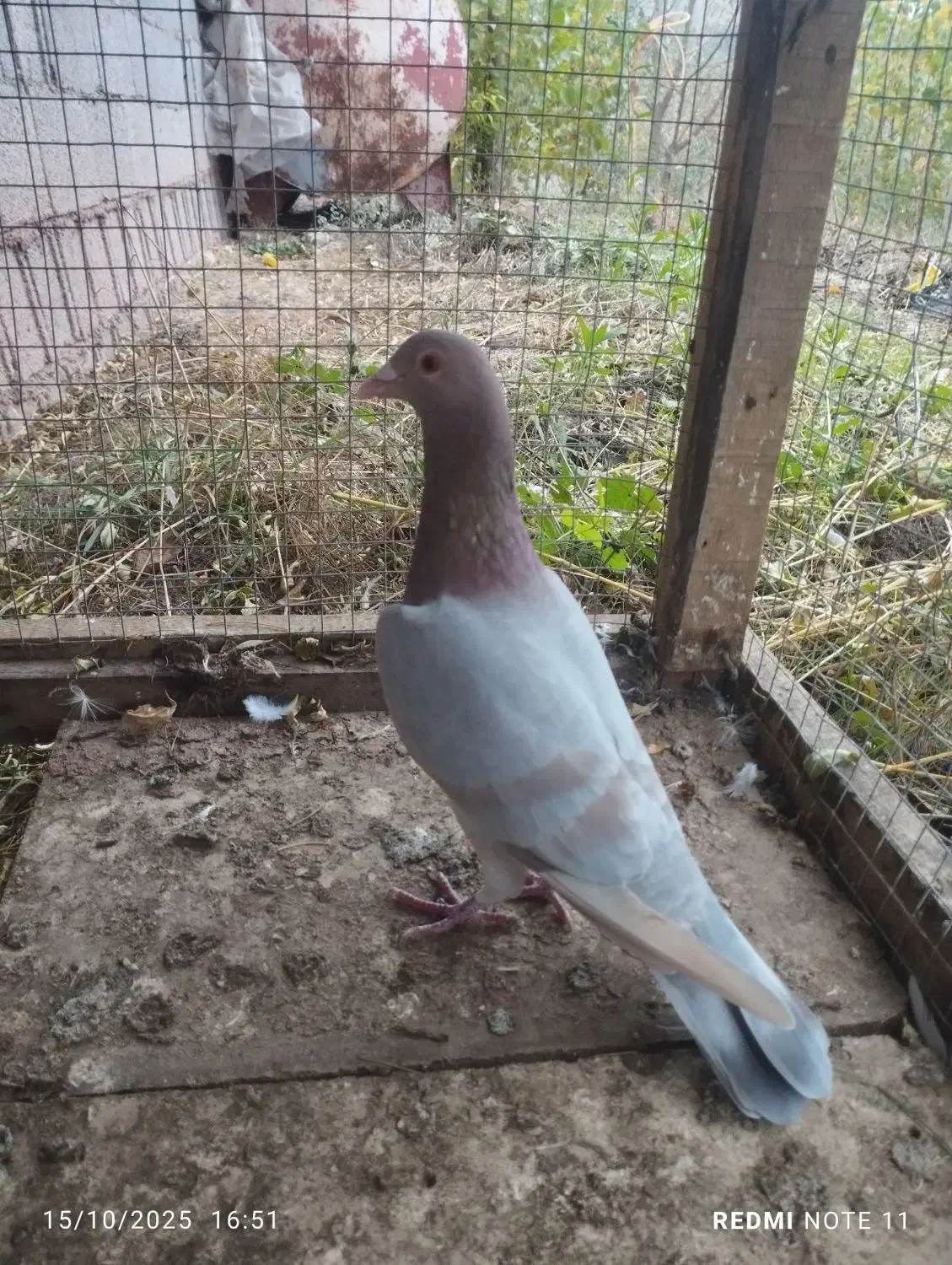 کبوتر|پرنده|بره‌سر, |دیوار