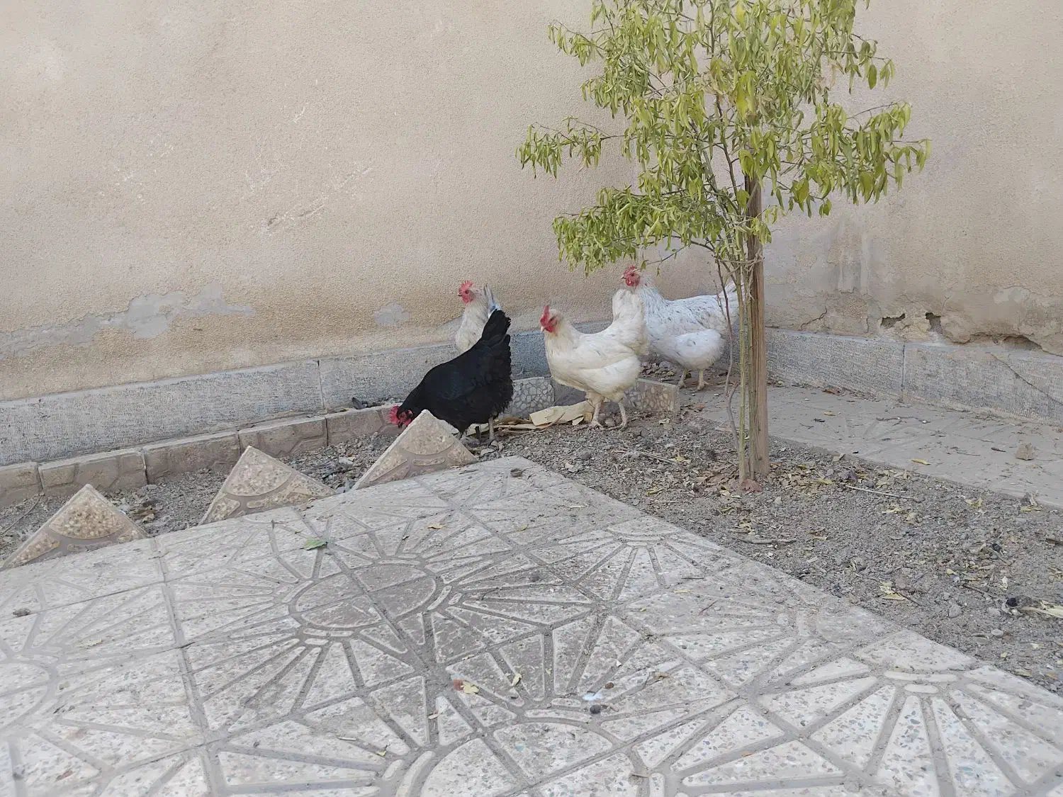 مرغ تخمگذار|حیوانات مزرعه|تهران, پرستار|دیوار