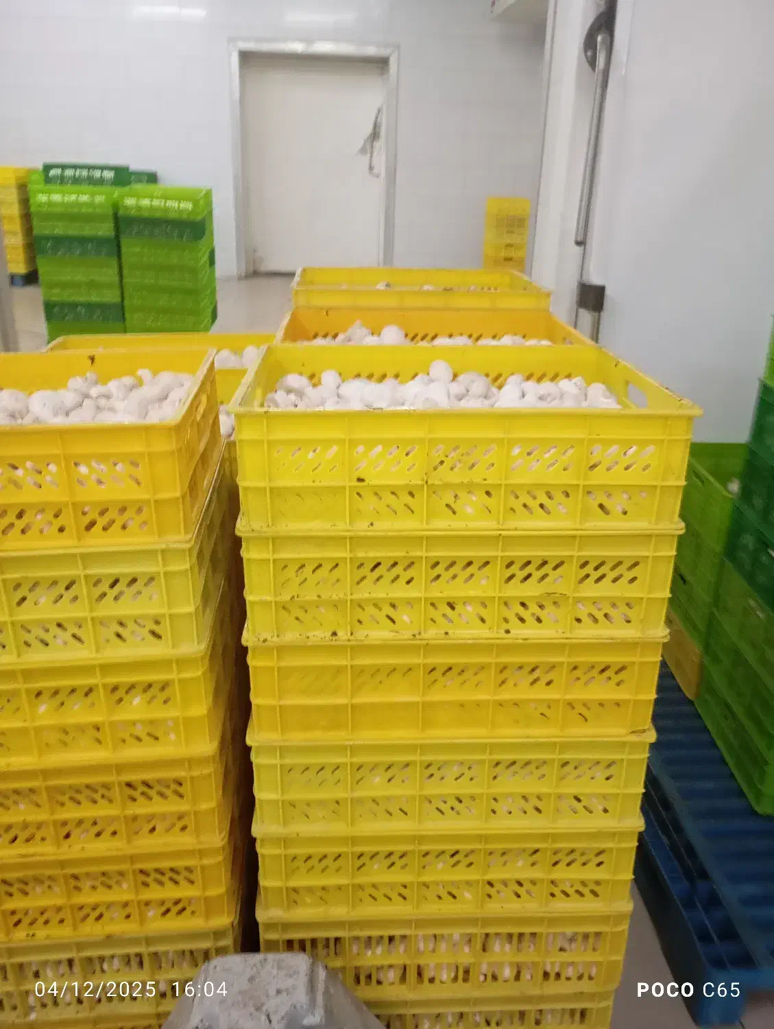 قارج درجه یک|خوردنی و آشامیدنی|اندیمشک, |دیوار