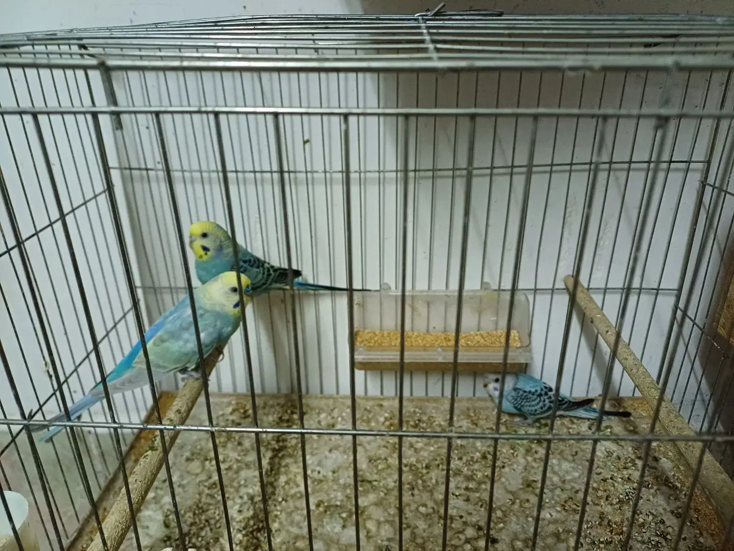 مرغ عشق رینبوبا جوجه و عروس نر|پرنده|رشت, کوی فکوری|دیوار