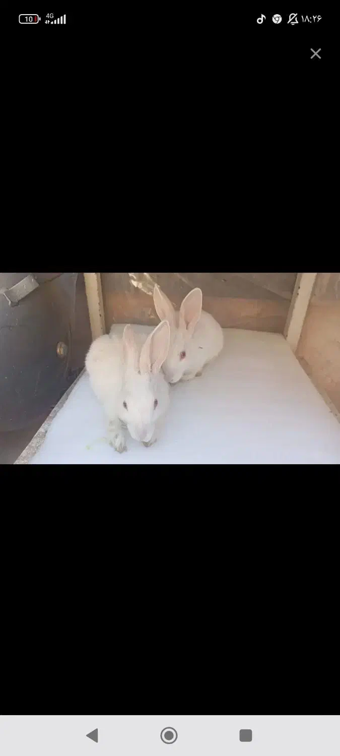 خرگوش های سفید چشم قرمز|موش و خرگوش|شیراز, شهرک سراج|دیوار
